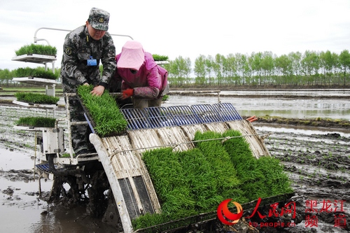 鴨綠河農(nóng)場(chǎng)武裝部成立了由30名骨干民兵組成的民兵助農(nóng)備耕突擊隊(duì)，助力春耕生產(chǎn)。