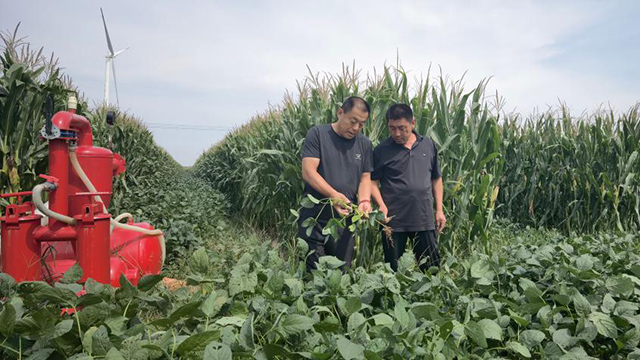 “齊魯糧倉”持續(xù)豐盈——山東多措并舉確保糧食穩(wěn)產(chǎn)增產(chǎn)